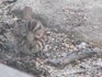 Song Sparrow.jpg